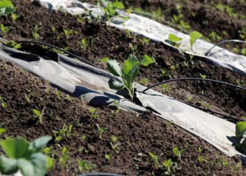 Nedbrytbar odlingsduk istället för plast på åkern