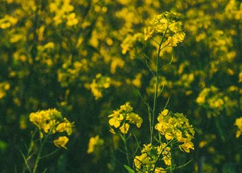 CBE JU har publicerat sin utlysningsplan för 2023