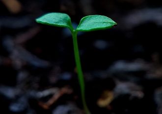 Planta som gror.