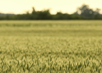 Nytt nyhetsbrev från BioInnovation