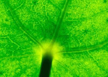 Höga ambitioner för BioInnovation