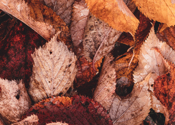 Nyhetsbrev oktober 2022