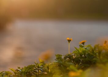 Nio kraftfulla projekt testar idéer för biobaserade lösningar i BioInnovations sista utlysning