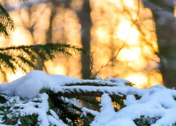 Årets sista nyhetsbrev